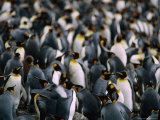 Buy King Penguins (Aptenodytes Patagonicus) Colony, Maccquarie Island, Antarctica at AllPosters.com