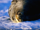 Male Weddell Seal Rolling on Ice, Weddell Sea, Antarctica