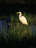 Great Egret (Ardea Alba), Kakadu National Park, Australia Photographic Print