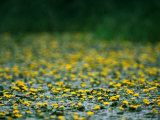 Buy Small Flowering Lilipads on Tisza Lake (Tisza To), Tiszafured, Hungary at AllPosters.com