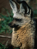 Bat-Eared Fox (Octocyon Megalotis), Serengeti National Park, Tanzania
