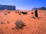 Bedouin Woman Herding Flock of Sheep and Goats Between, Wadi Rum National Reserve, Jordan