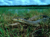 Buy Goanna in Grass, Australia at AllPosters.com