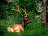 Buy Bull Elk Lying in Grass, Yellowstone National Park, USA at AllPosters.com