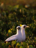 Buy Pair of Masked Boobys (Sula Dactgylatra)Nesting, Cayos Cochinos, Islas De La Bahia, Honduras at AllPosters.com
