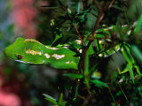 Buy Nocturnal Forest Gecko (Cnemaspis Quattuorseriata), New Zealand at AllPosters.com