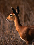 Buy Steenbok in Portrait, Kruger National Park, Kruger National Park, Mpumalanga, South Africa at AllPosters.com
