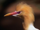 Female Cattle Egret with Breeding Plumage at Macquarie Marshes, New South Wales, Australia Photographic Print