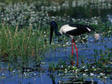 Jaibiru (Ephippiorhychus Asiaticus), Kakadu National Park, Australia Photographic Print