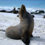 Buy A Bull Sea Lion in Gardiner Bay, Isla Espanola, Galapagos, Ecuador at AllPosters.com