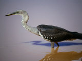 Pacific Heron (Ardea Pacifica), Mootwingee National Park, New South Wales, Australia Photographic Print