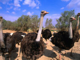 Blue-Necked Ostriches at Shaumari Wildlife Reserve, Azraq, Amman, Jordan