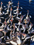 Australian Pelicans on Hastings River Port Macquarie, New South Wales, Australia