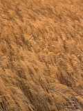 Marshlands at Azraq Wetlands Reserve, Azraq Wetlands Reserve, Amman, Jordan