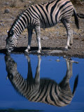 Buy Burchell's Zebra Drinking at Water-Hole, Etosha National Park, Kunene, Namibia at AllPosters.com