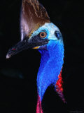 Buy Southern Cassowary (Casuarius Casuarius), Daintree National Park, Queensland, Australia at AllPosters.com