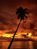 Buy Palm Tree at Sunset, Papeete, French Polynesia at AllPosters.com