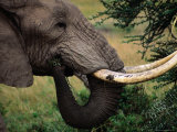 Buy A Bull Elephant (Loxodonta Africana), Matusadona National Park, Mashonaland West, Zimbabwe at AllPosters.com