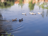 Ducks on Calm Water