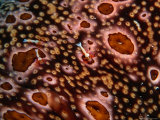 Buy Emperor Shrimps on Sea Cucumber (Periclimenes Imperator), Sabah, Malaysia at AllPosters.com