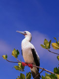 Buy Red-Footed Booby Above the Mangroves, Galapagos, Ecuador at AllPosters.com