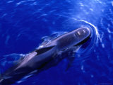 Buy Short-Finned Pilot Whale (Globicephala Macrorhynchus), Panama at AllPosters.com
