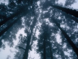 Buy Mist Shrouding Trees, Langtang, Bagmati, Nepal at AllPosters.com