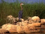 Goliath Heron (Ardea Goliath) at Lake Kariba, Mashonaland West, Zimbabwe