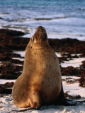 Australian Sea Lion (Neophoca Cinerea) on Beach at Seal Bay, Kangaroo Island, Australia