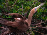 Flightless Cormorant at Rest, Galapagos, Ecuador