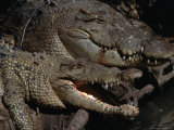 Saltwater Crocodile (Crocodylus Porosus), Kakadu National Park, Australia Photographic Print