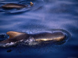 Buy Short-Finned Pilot Whale (Globicephala Macrorhynchus) in the Gulf of Panama Ocean, Panama at AllPosters.com