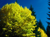 Buy Maple Tree in Autumn in the Oregon Cascades, Oregon, USA at AllPosters.com