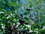 A Noddy Tern (Sterna) on Musgrove Island on the Great Barrier Reef, Queensland, Australia