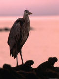 Buy Great Blue Heron Among Gguanas, Galapagos, Ecuador at AllPosters.com