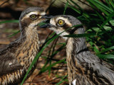 Bush Thick-Knee (Burhinus Grallarius), Kakadu National Park, Australia Photographic Print