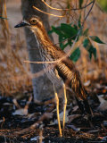 Bush Thick-Knee (Burhinus Grallarius), Kakadu National Park, Australia Photographic Print