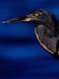 Lava Heron (Butorides Sundevalli), Puerto Ayora, Isla Santa Cruz, Galapagos, Ecuador