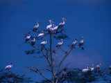 White Pelican (Pelecanus Onocratalus), Lake Manyara National Park, Arusha, Tanzania