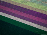 Buy Flower Farm at Imperial Valley, California, USA at AllPosters.com