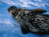 Buy Weddell Seal (Leptonychotes Weddellii), Mawson, Antarctica at AllPosters.com