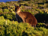Western Grey Kangaroo Flinders Chase National Park, Kangaroo Island, Australia