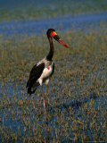Buy Saddle-Billed Stork Standing Amongst Reeds in Lake, Lake Ziway, Ethiopia at AllPosters.com