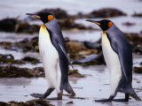 Buy King Penguins (Aptenodytes Patagonicus) Walking, Falkland Islands at AllPosters.com