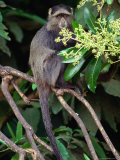 The Blue or Syke's Monkey (Cercopithecus Mitis), Ngorongoro Conservation Area, Arusha, Tanzania Photographic Print