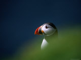 Puffin (Fratercula Artica), United Kingdom