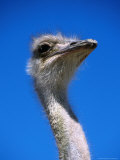 Ostrich (Struthio Camelus), USA