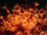 Buy Zoanthid Colony, Rikoriko Cave, Poor Knights Islands Marine Reserve, New Zealand at AllPosters.com
