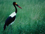 A Saddlebilled Stork (Ephippiorhynchus Senegalensis) Matabeleland North, Zimbabwe