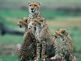 Cheetahs (Acinonyx Jubatus), Masai Mara National Reserve, Rift Valley, Kenya